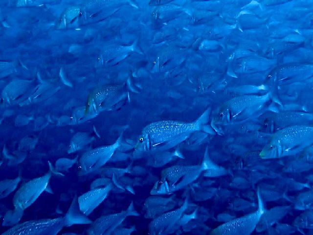 26/04/27　大群！！　沖縄本島トライアングル