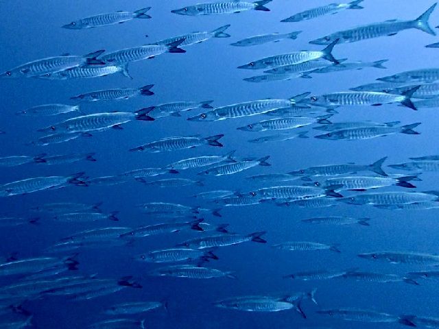 26/04/28　晴れ晴れ無風のベタ凪　沖縄本島トライアングル、慶良間