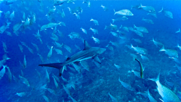 26/04/29　いよいよGWスタート！！　トライアングル、万座