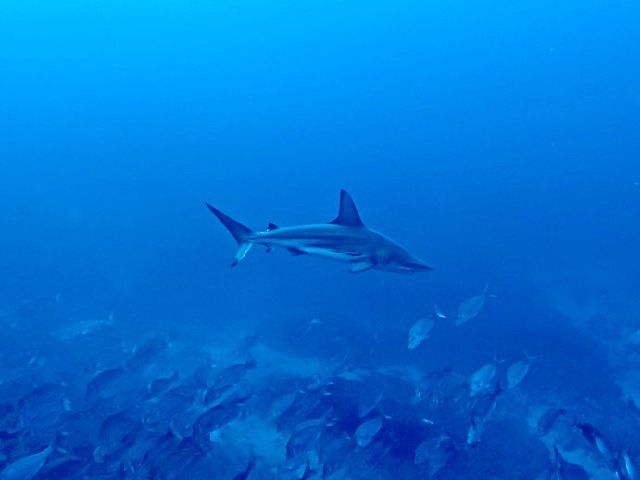 26/04/30　豪雨の予報でしたが、いい方向へ外れました！　沖縄本島トライアングル、慶良間