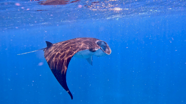 260702 manta.png
