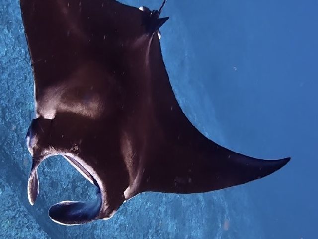 26/09/02　気が付いたら9月になっていました。　慶良間