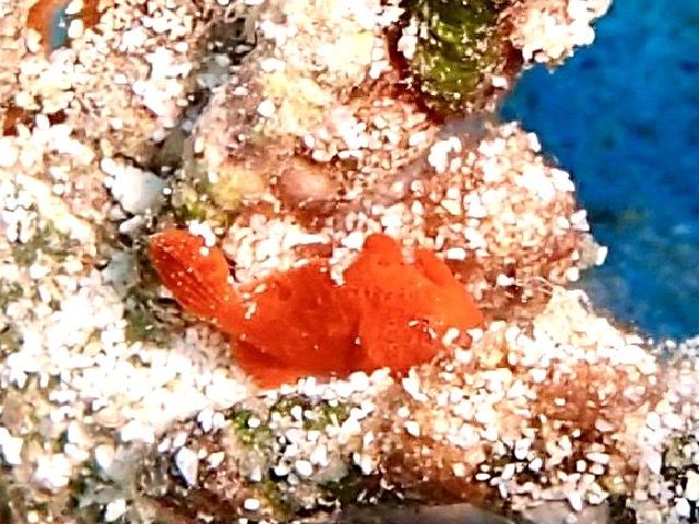 26/10/02　地形に小物。そしてカメ三昧。　万座