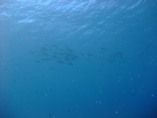 DSCF9224.JPG