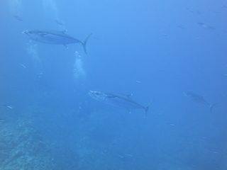 IMG_0106.JPG
