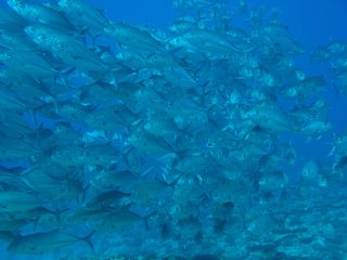 IMG_0977.JPG