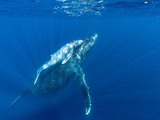 20/02/02　ホエールスイム、神回です！　沖縄本島