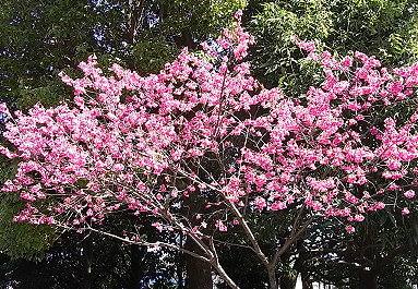 12/12/16　日本で一番早く咲く桜を見に行こう！　沖縄本島