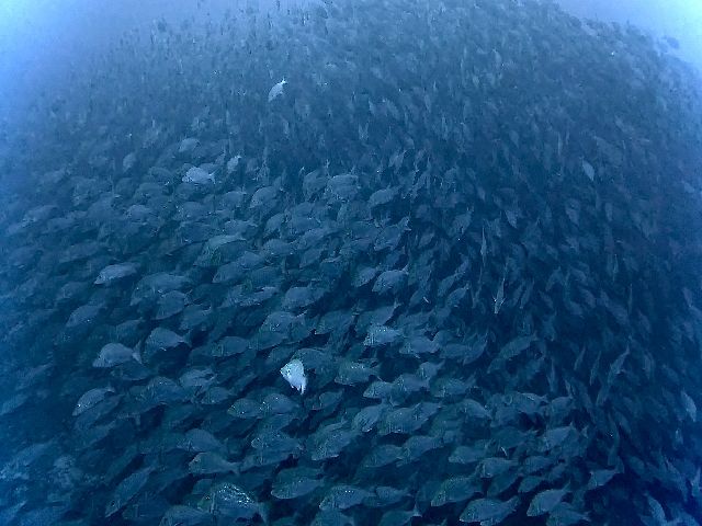 26/04/19　流行りもの　沖縄本島トライアングル