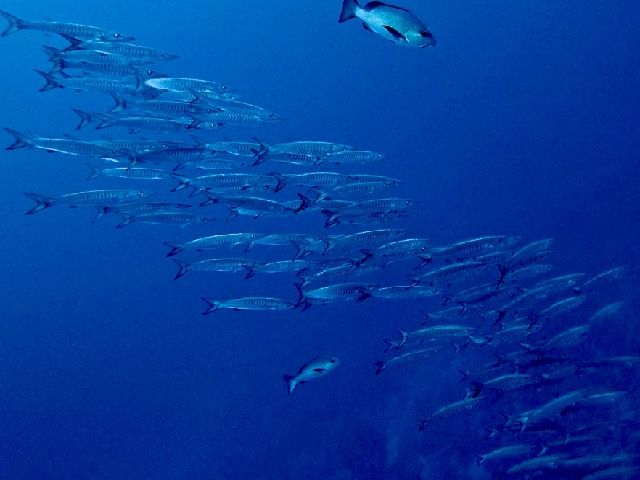 26/04/20　タマン以外も色々といますよー！　沖縄本島トライアングル