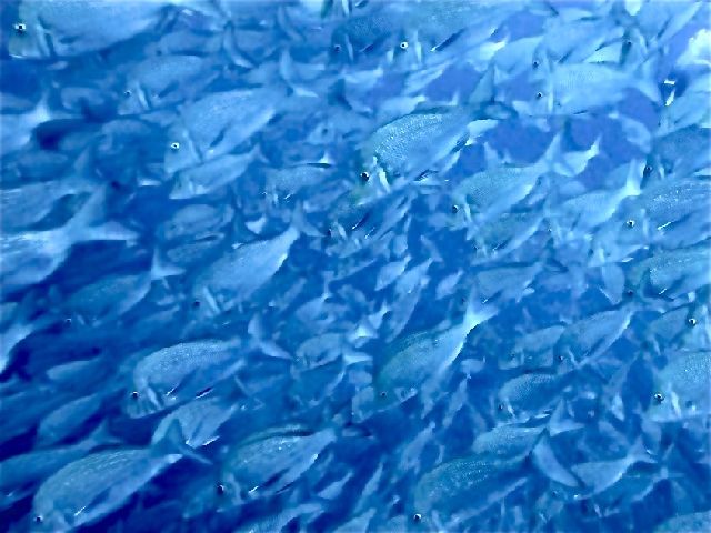 26/05/05　冬！？の子供の日　慶良間